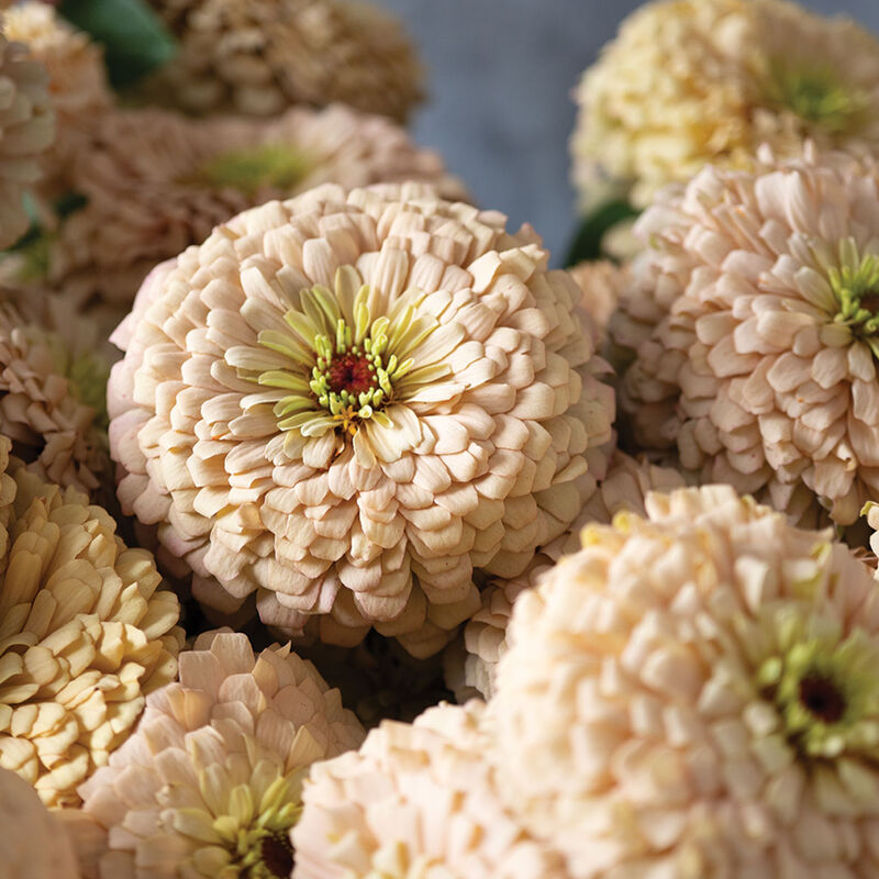 Linen-Zinnia Seed