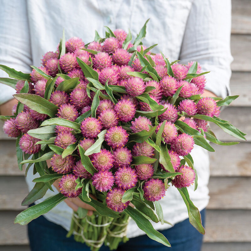 Gomphrena haageana – New Opalescent Rose
