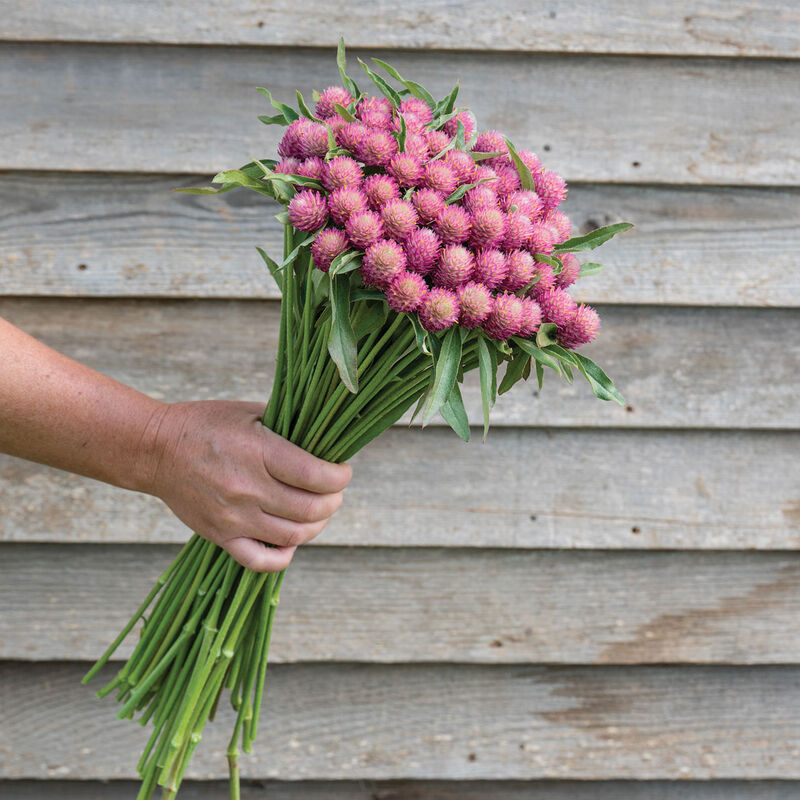 Gomphrena haageana – New Opalescent Rose