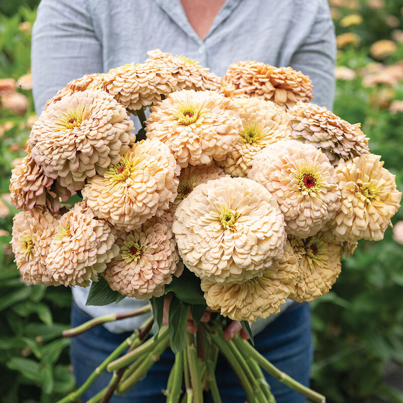 Linen-Zinnia Seed