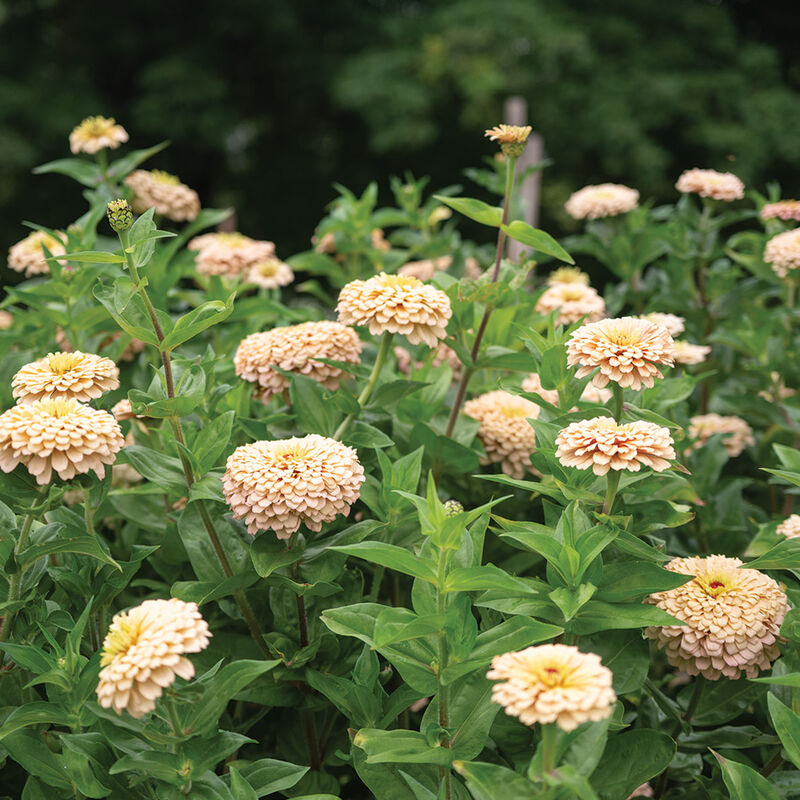 Linen-Zinnia Seed